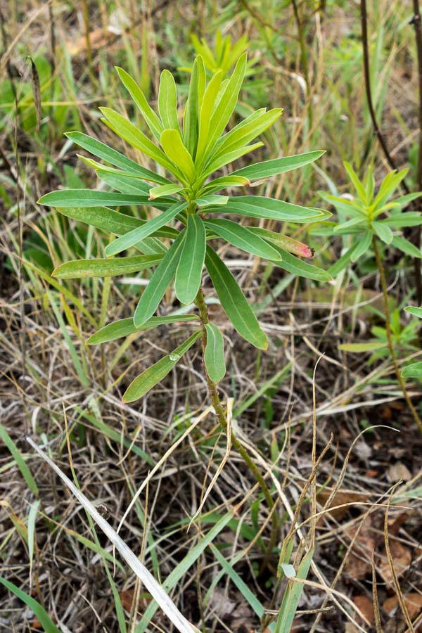 Quale Euphorbia ?